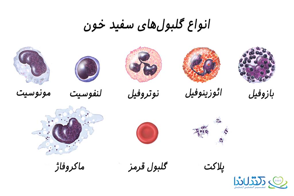 انواع گلبول های سفید خون